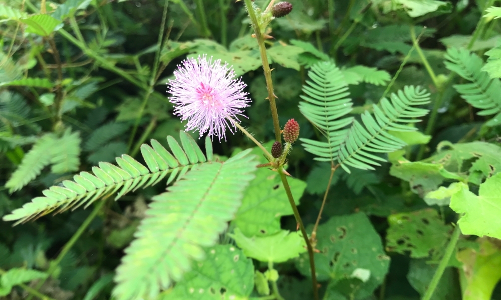 Hoa xấu hổ, hoa trinh nữ (mimosa)