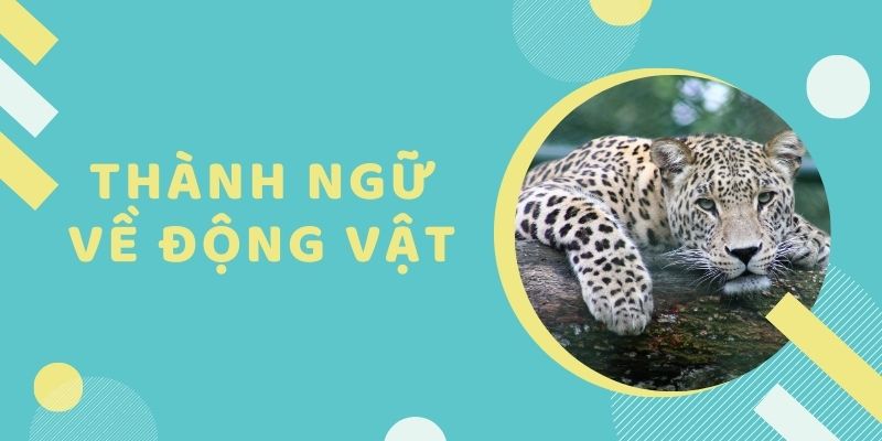 Thành ngữ tiếng anh về con vật